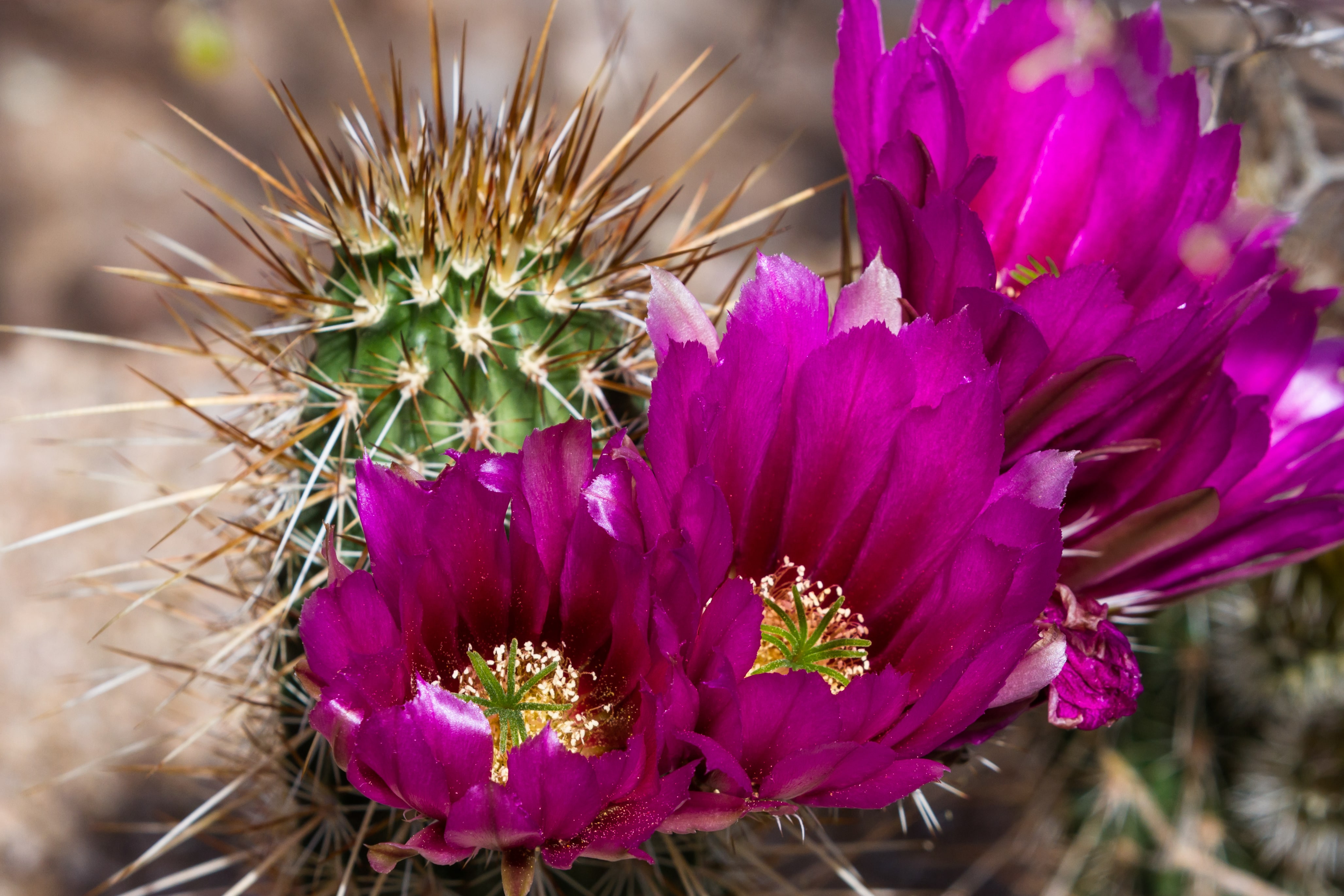 Take Part In A Rare Plant Tour July 13 El Paso TX take-part-in-a-rare-plant-tour-july-13-el-paso-tx